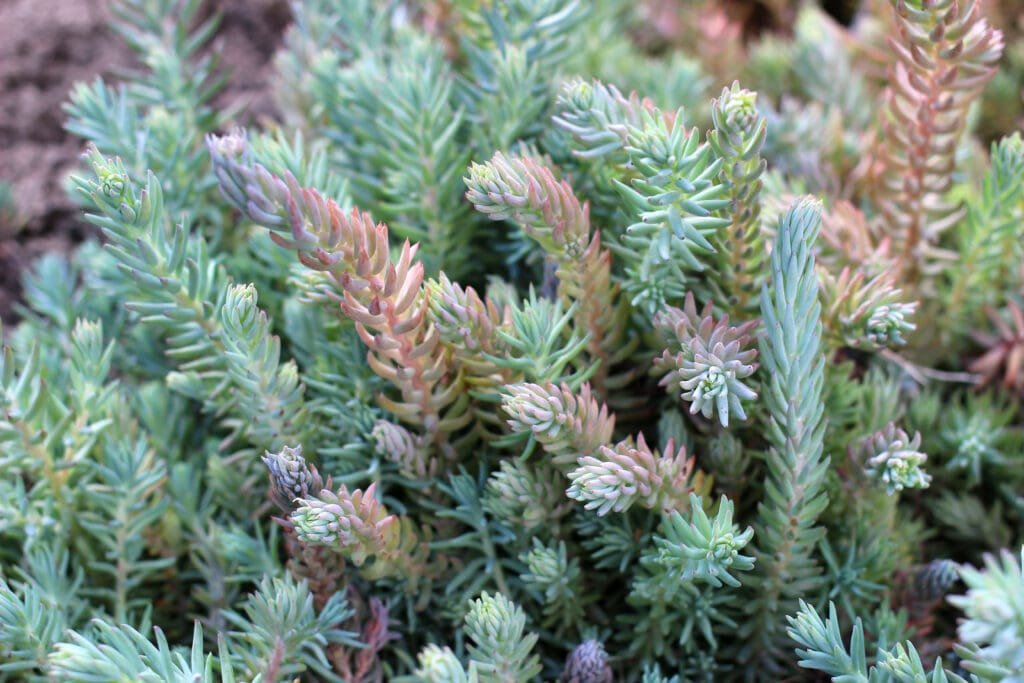 Sedum Reflexum Rupestre | Turf Online