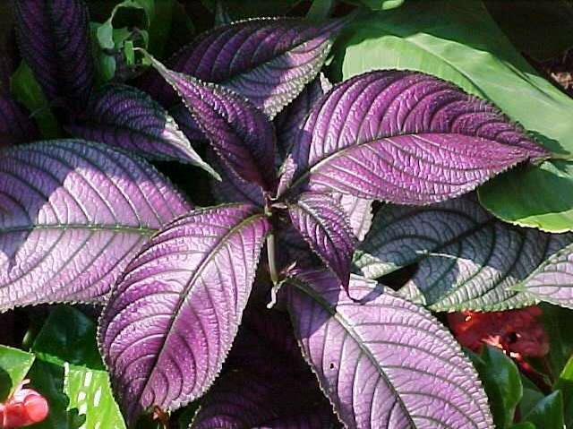 17 Plants that Grow Well with Snake Plant