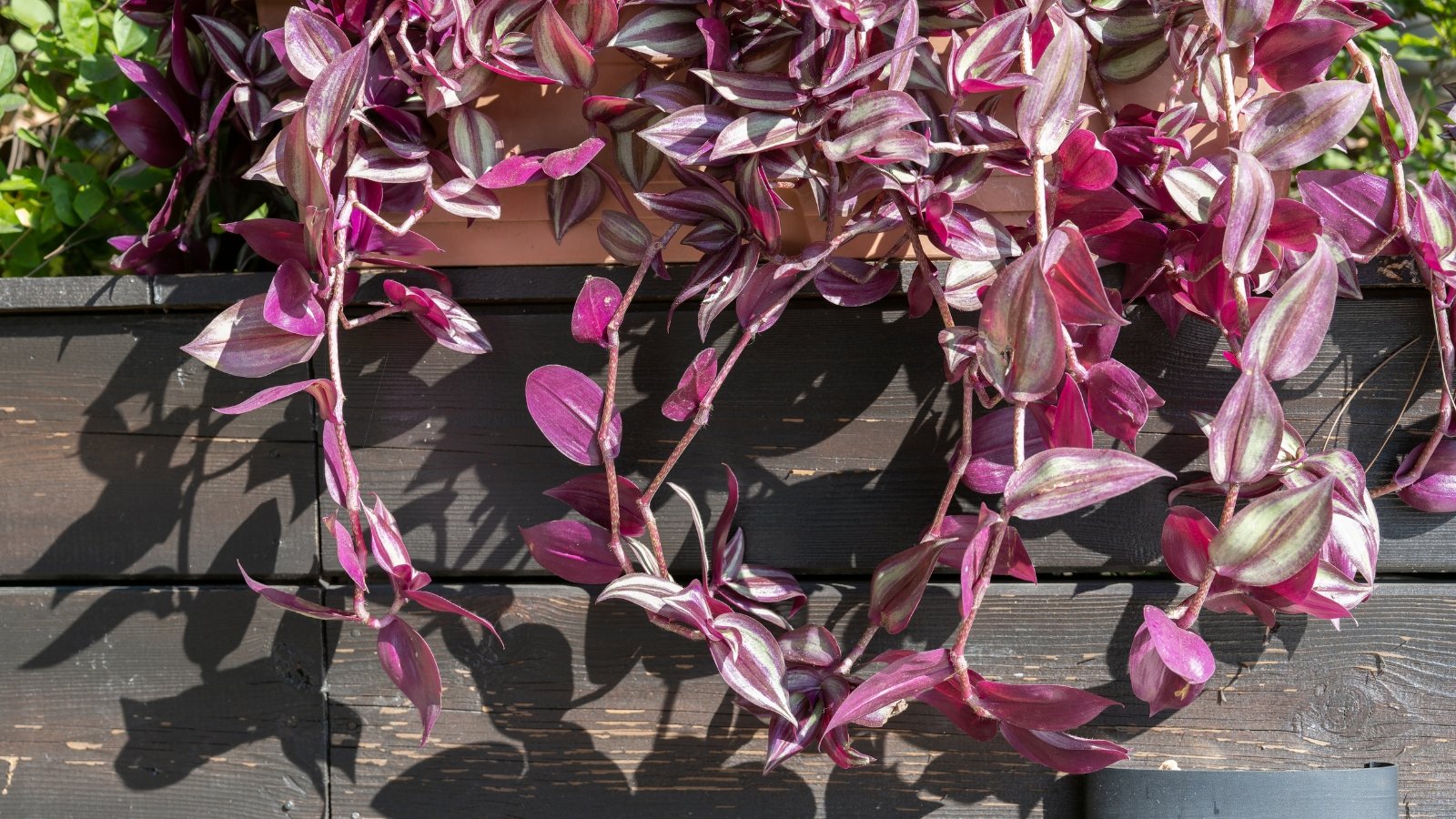 17 Plants that Grow Well with Snake Plant