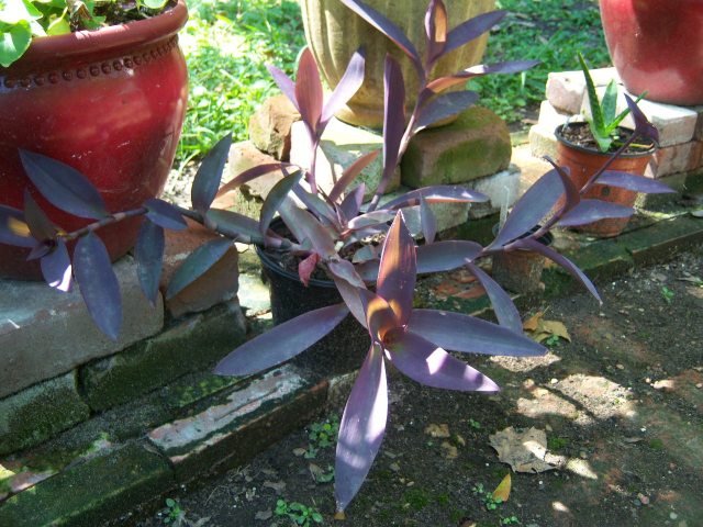 17 Plants that Grow Well with Snake Plant