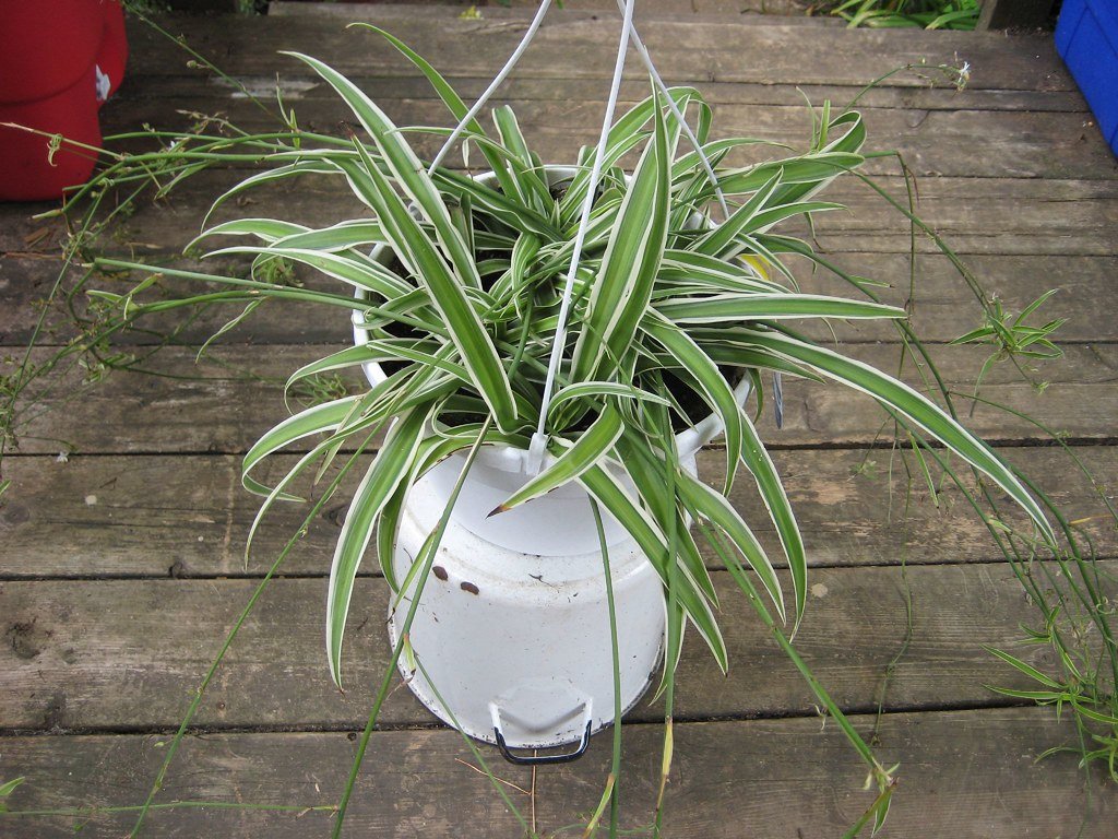 17 Plants that Grow Well with Snake Plant