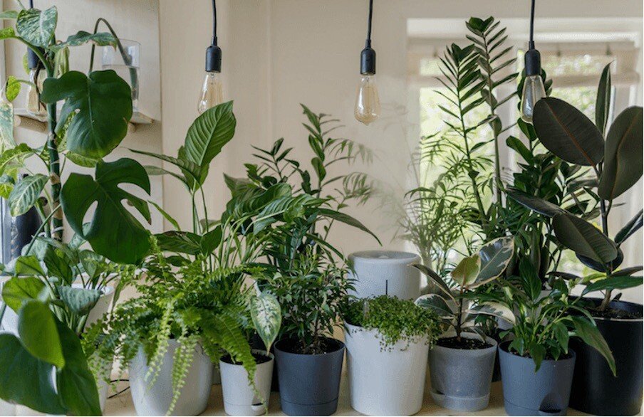 NASA Study Reveals: Best Air-Cleaning Plants For Your Home