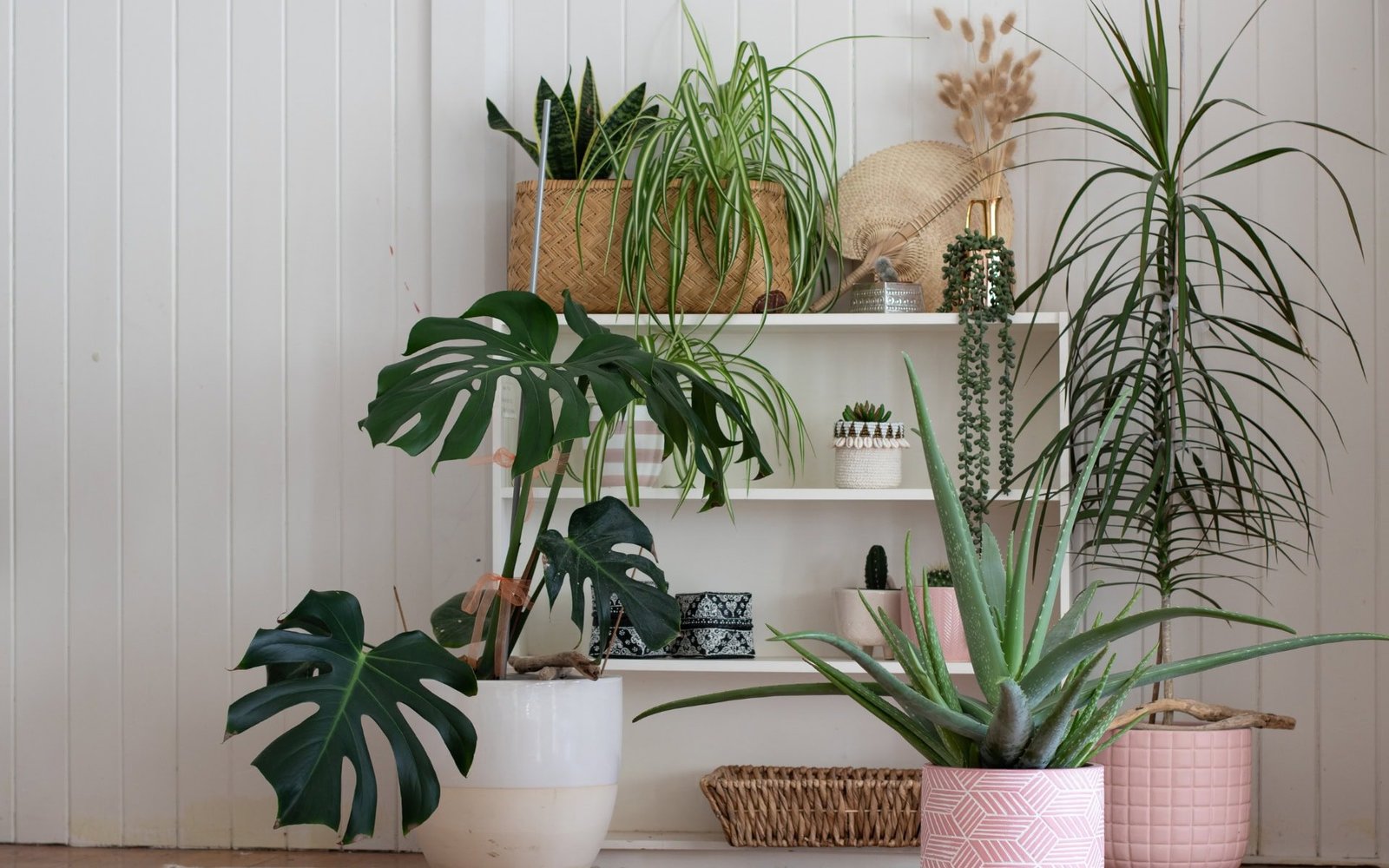 8 Best Air-Purifying Plants for Indoors