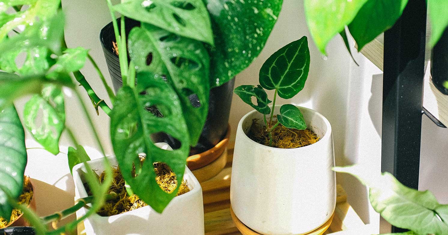 10 Air-Purifying Plants for Your Home | Air Oasis