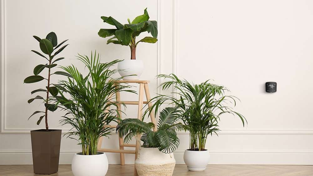 21 Best Air-Purifying Plants for Better Health  Indoor Air Quality