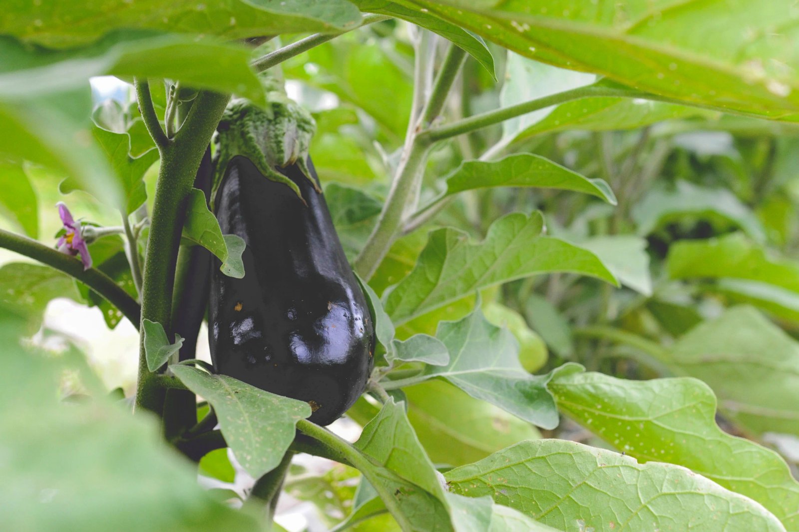 20 plants that flourish in cheap 5-gallon buckets