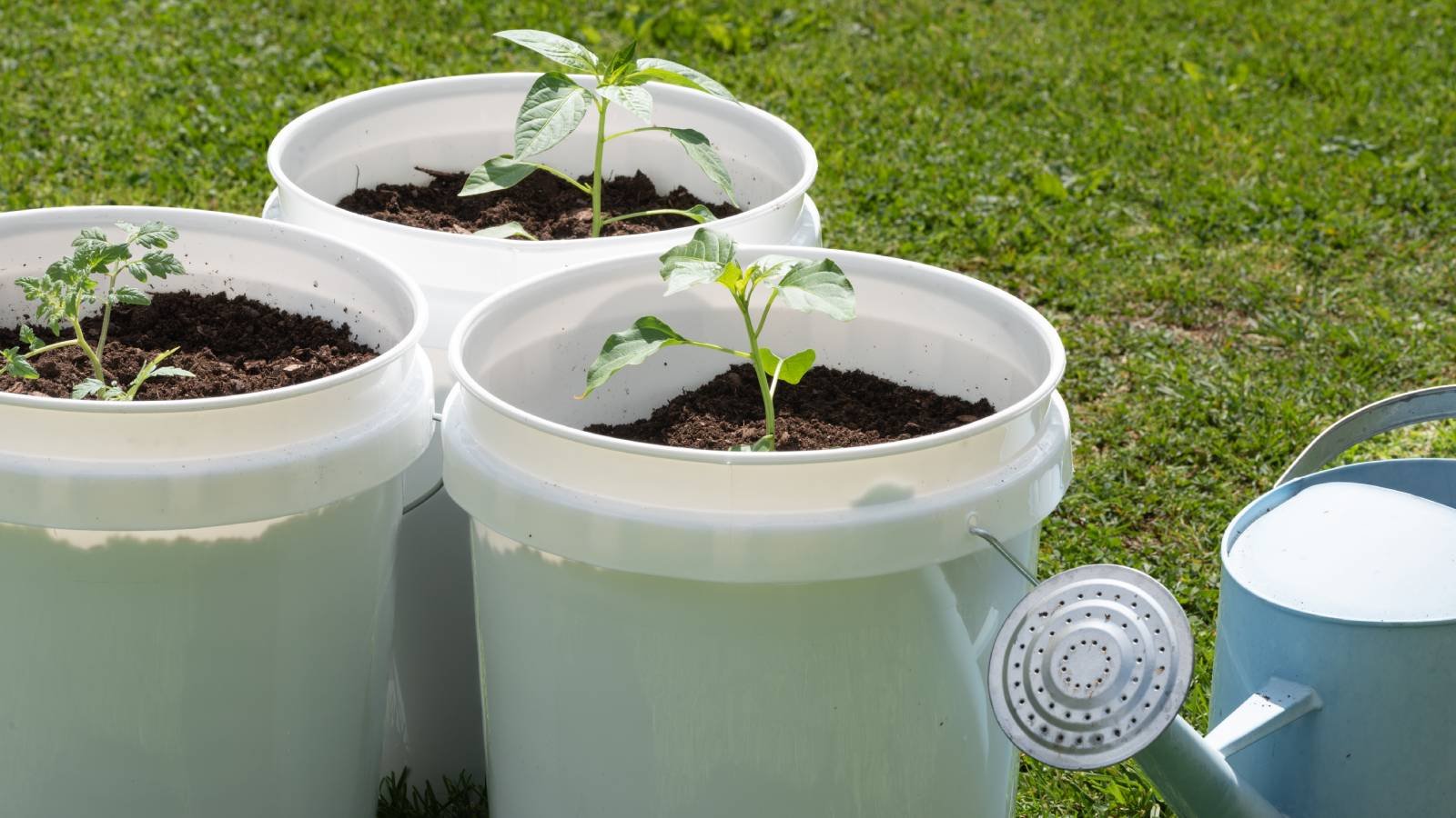 Bucket Container Vegetables - Using Buckets For Growing Vegetables |  Gardening Know How