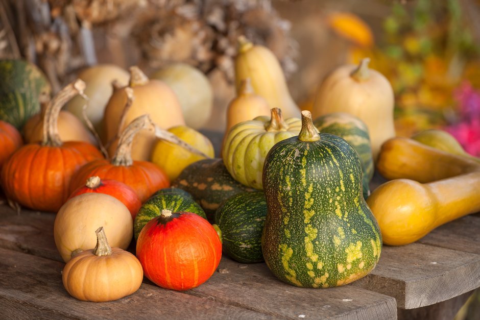 20 plants that flourish in cheap 5-gallon buckets