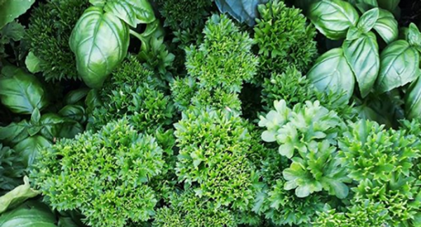 20 plants that flourish in cheap 5-gallon buckets