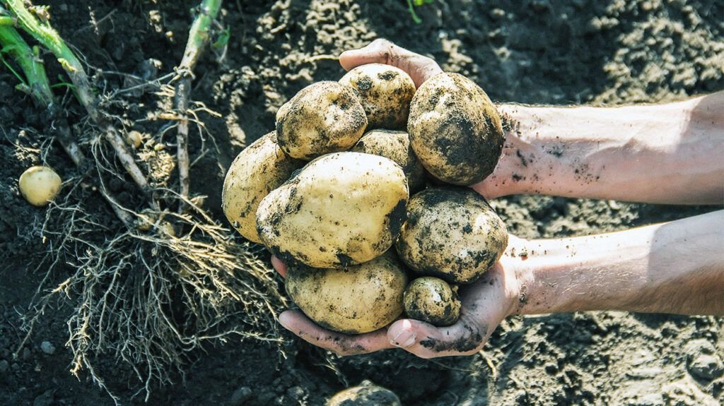 20 plants that flourish in cheap 5-gallon buckets