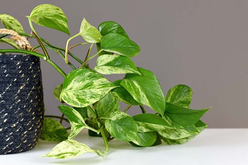 Pothos / Devil's Ivy Plant Care and Best Varieties