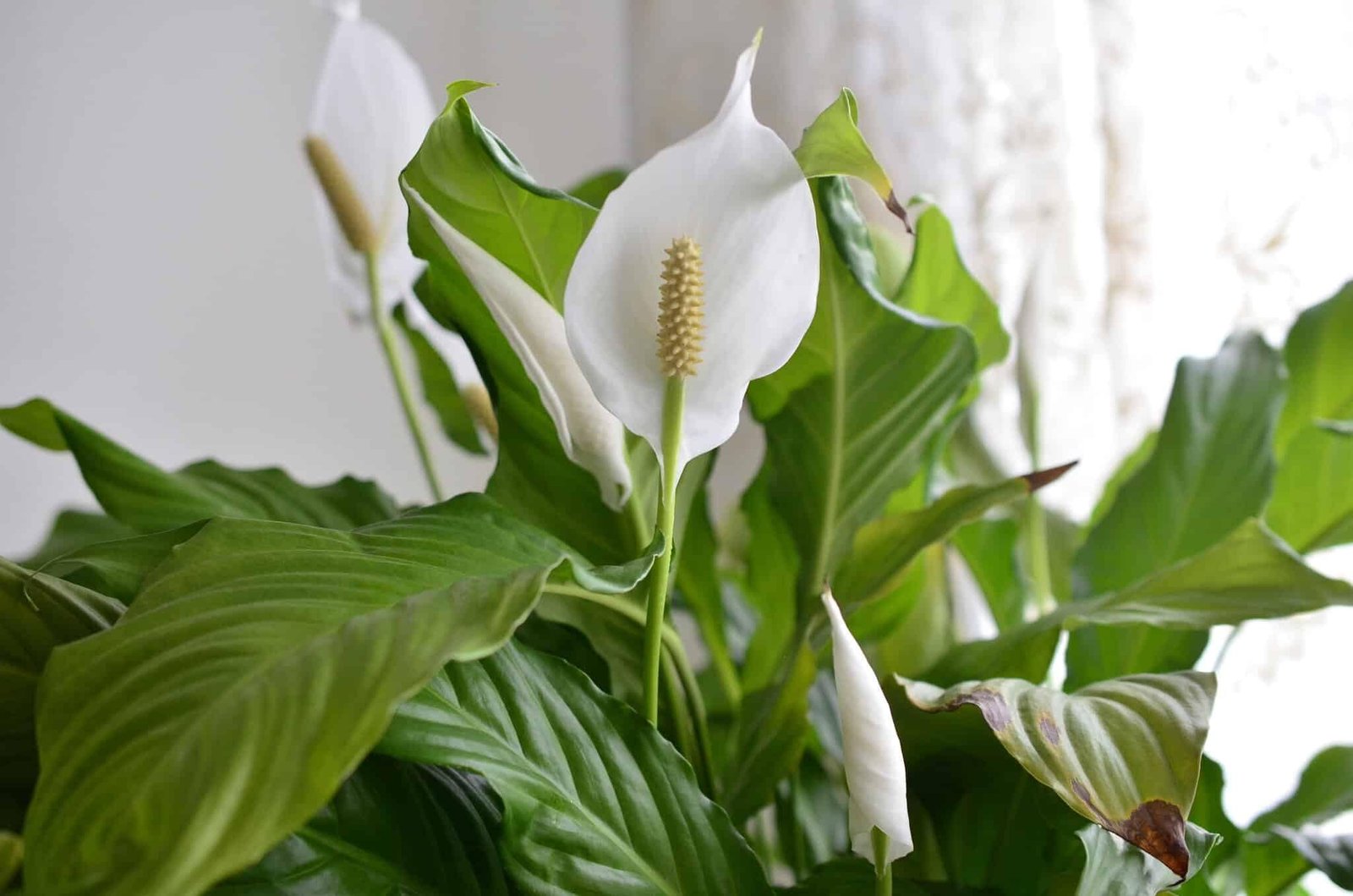 Elegant Peace Lily Houseplant Indoor Air Purifier White Blooms Live  Spathiphyllum Ideal for Home Decor Office and Low Light Areas : Amazon.in:  ...