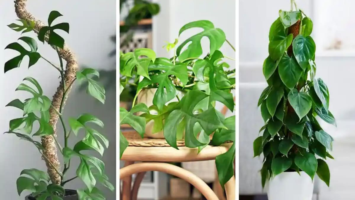 5 Stunning Climbing Philodendrons That Every Plant Parent Needs