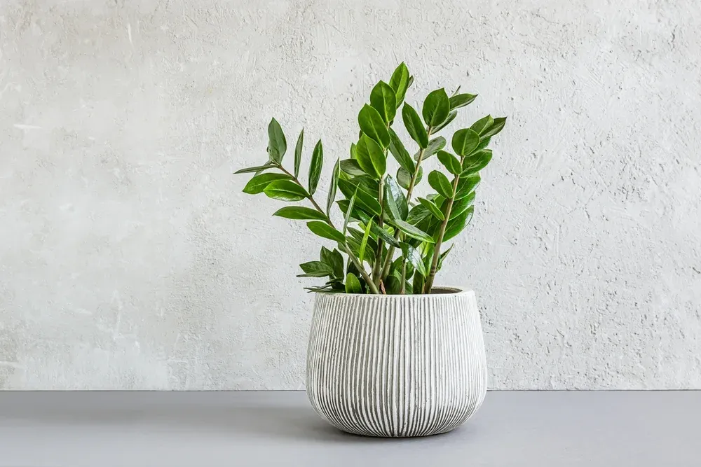 12 Best Low Maintenance Indoor Plants That Thrive on Neglect