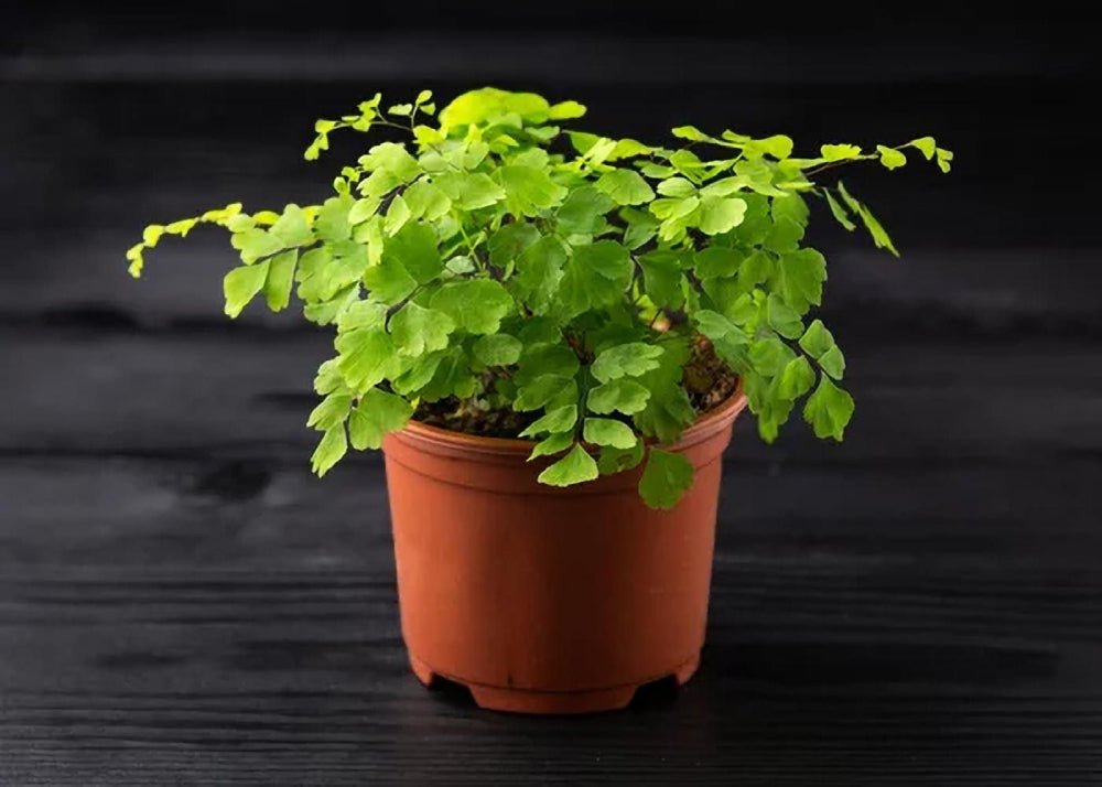 A Care Guide for Your Adorable Maidenhair Fern Houseplant — Comfort Plants