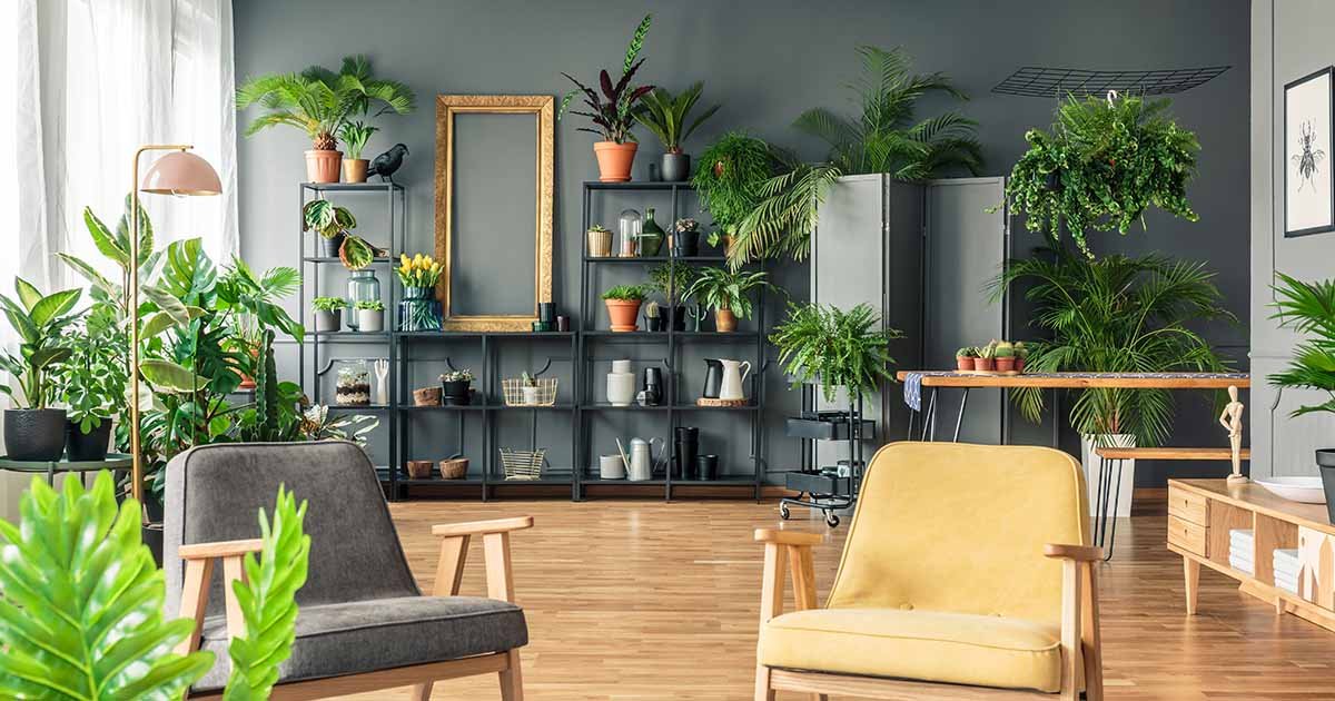 25 of the Best Low-Light Houseplants to Liven up Your Decor