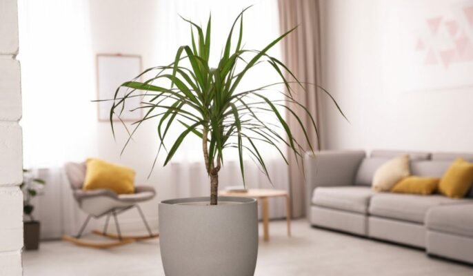 Dracaena plant: Benefits, Vastu significance and care tips