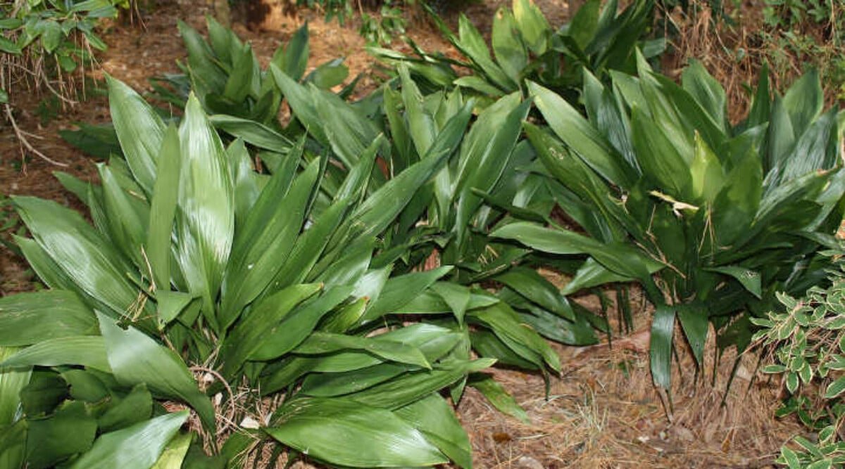 Cast Iron Plant: A Lush Plant That Lasts For Decades - Epic Gardening