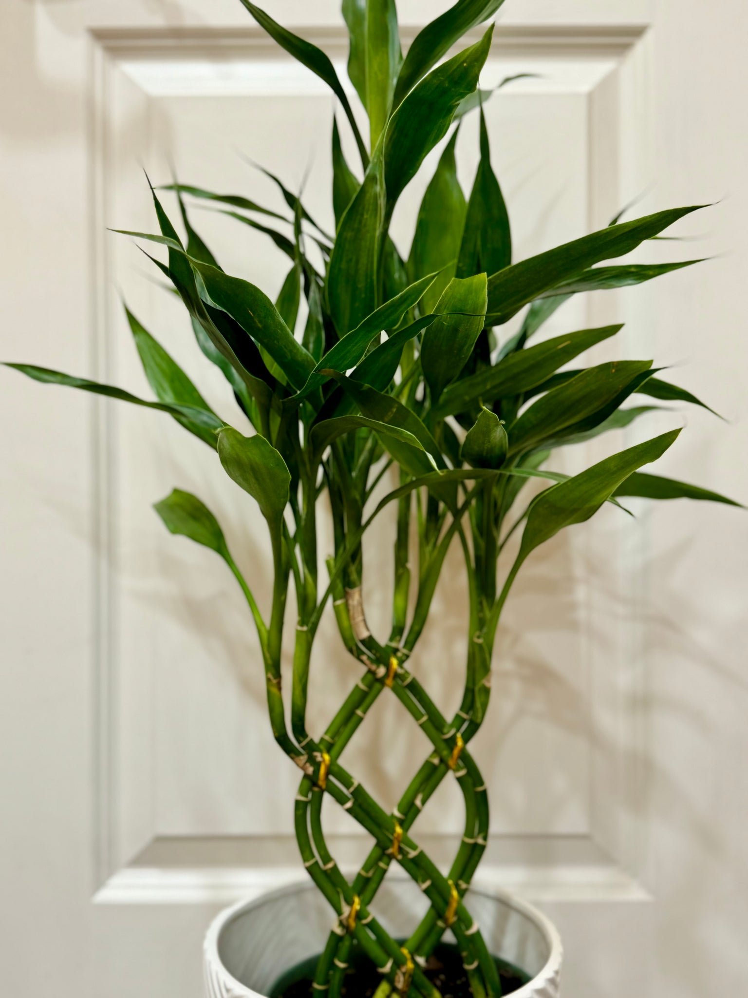 Lucky bamboo (Dracaena sanderiana) – Happy Sunrize