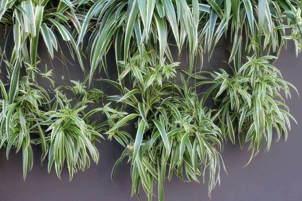 Spider plant: profile, growth habit  types - Plantura