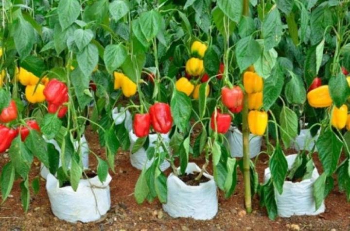 20 top veggies and fruits that thrive in 5 gallon buckets