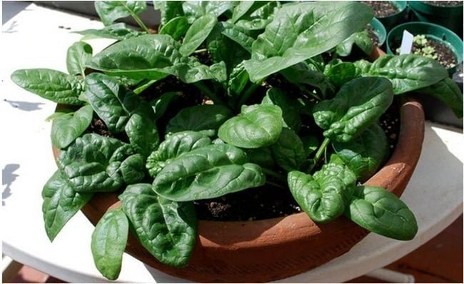 10 mẹo trồng cây trong chậu không bao giờ thất bại