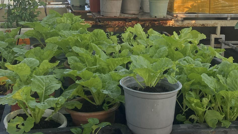 Hướng dẫn trồng rau trong chậu nhựa nhỏ – Tổng hợp tin tức nông nghiệp, các  mẹo làm nông nghiệp hữu ích