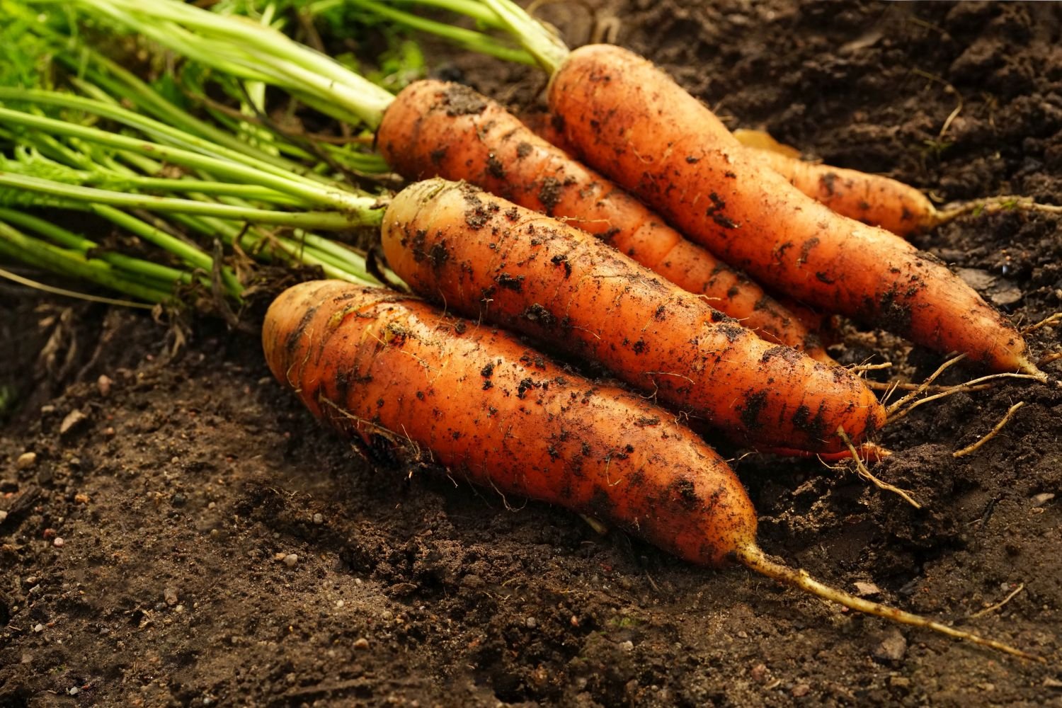 20 top veggies and fruits that thrive in 5 gallon buckets