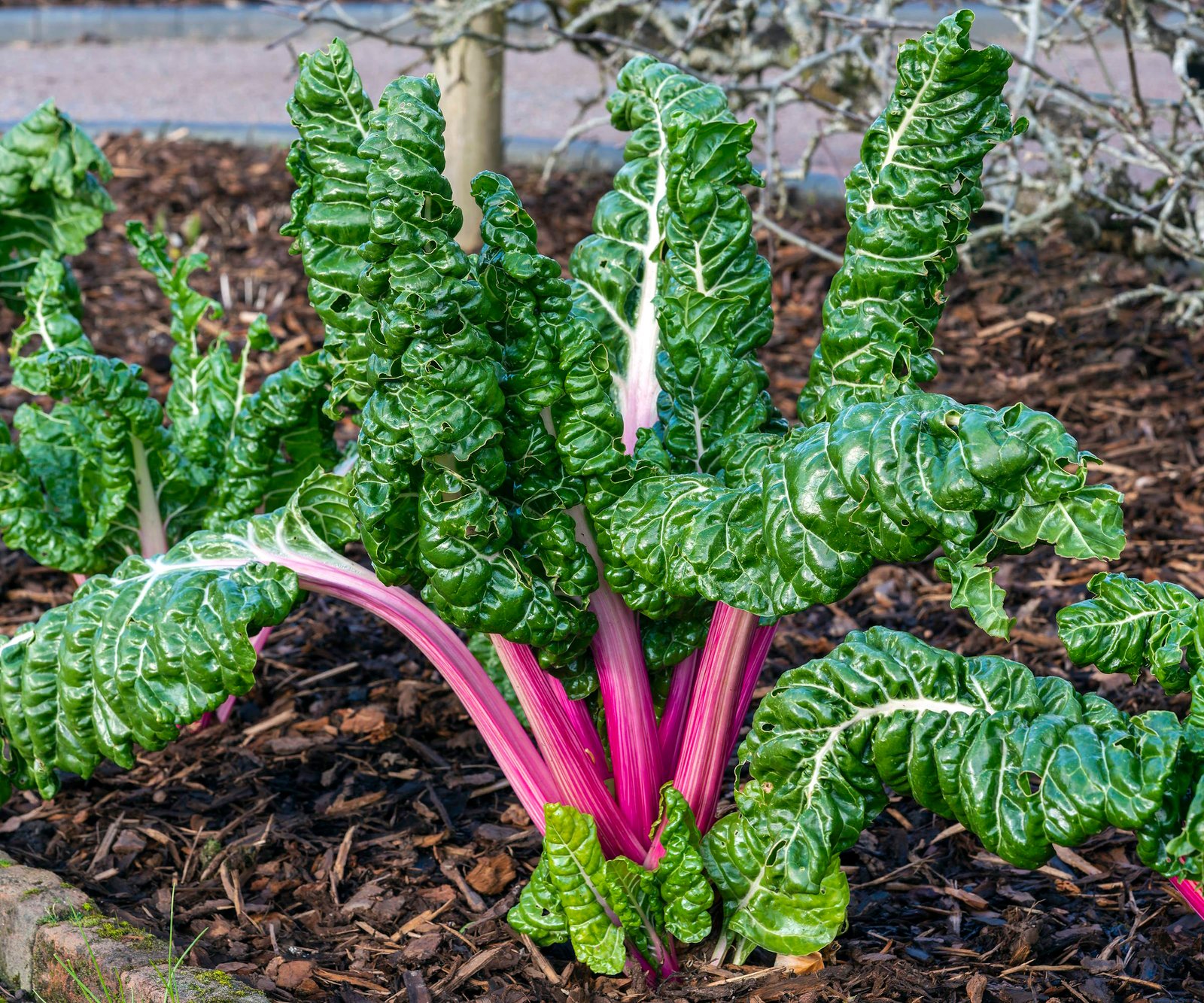 20 top veggies and fruits that thrive in 5 gallon buckets