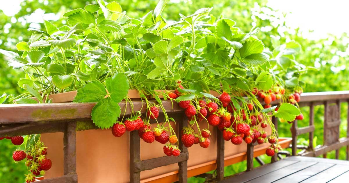 20 top veggies and fruits that thrive in 5 gallon buckets