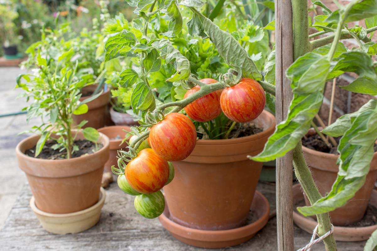20 top veggies and fruits that thrive in 5 gallon buckets