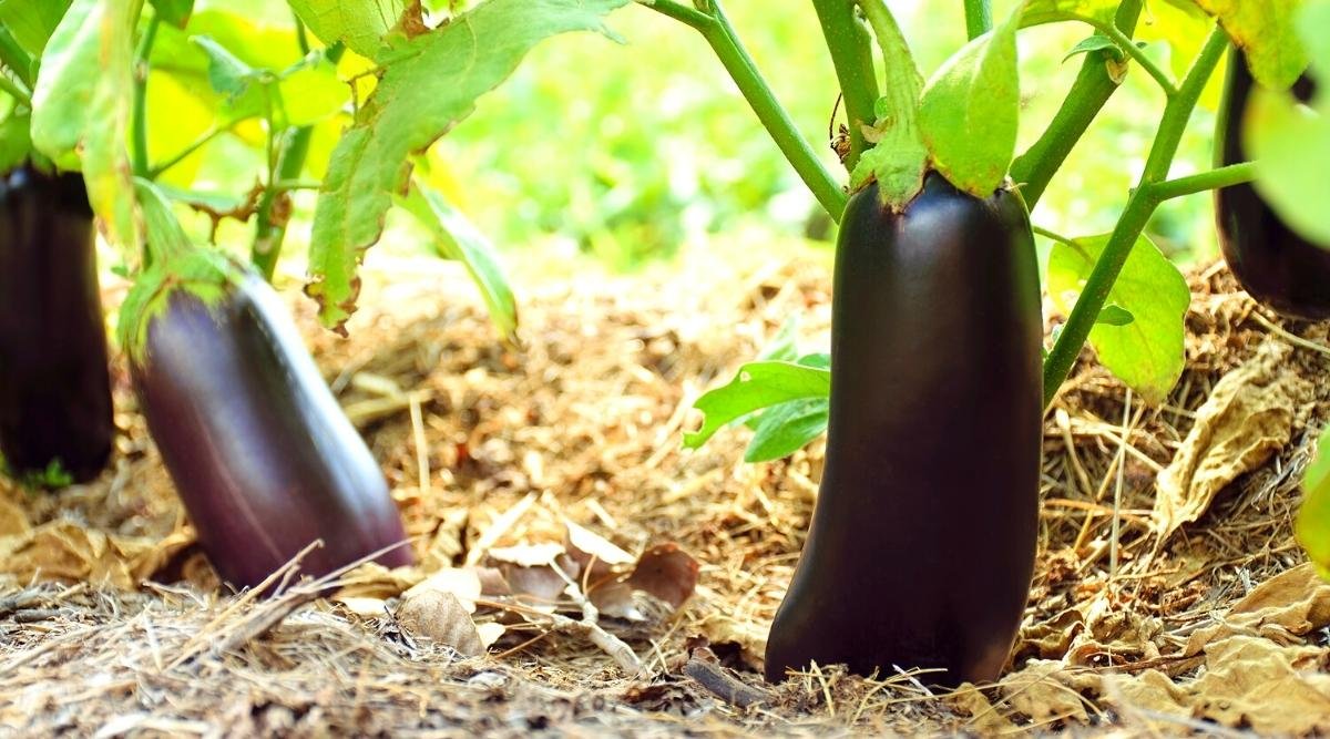 20 top veggies and fruits that thrive in 5 gallon buckets