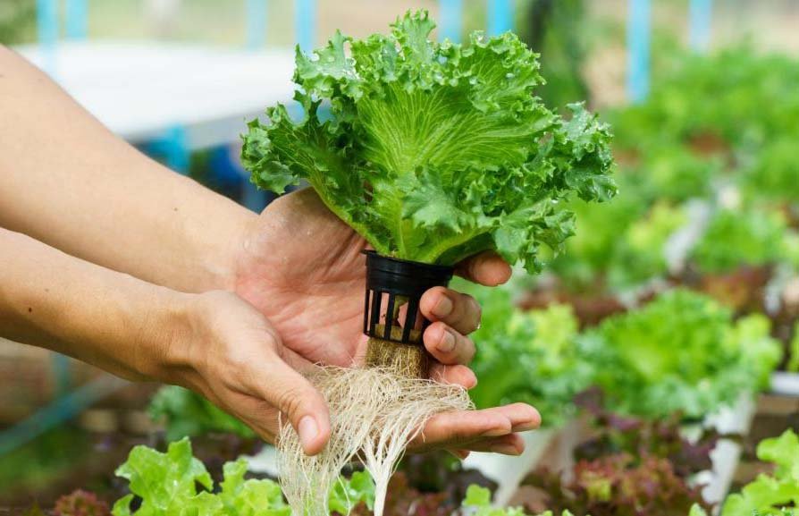 How to Grow Lettuce Indoors Hydroponically: A Detailed Guide