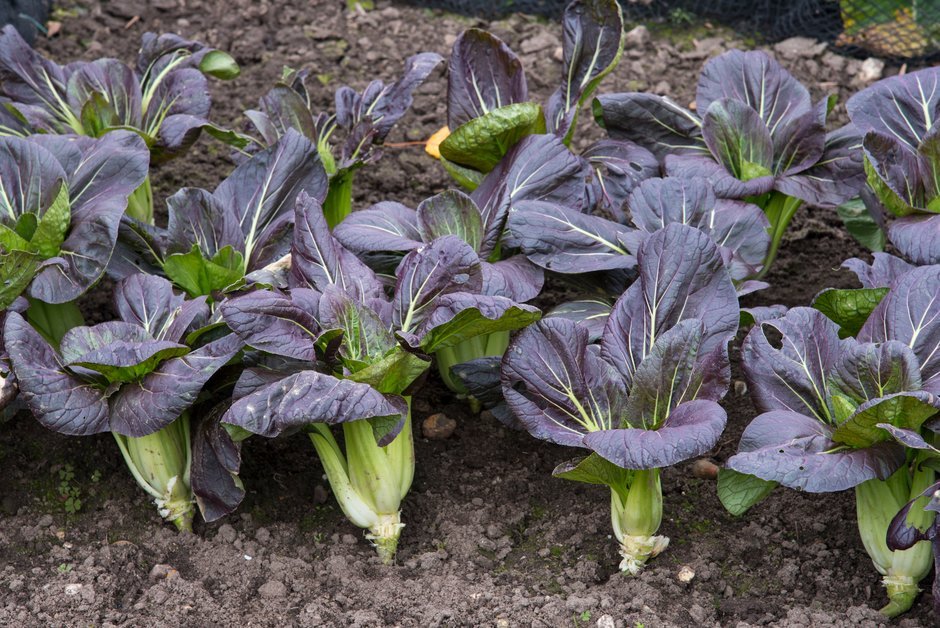 How to grow pak choi | RHS Vegetables