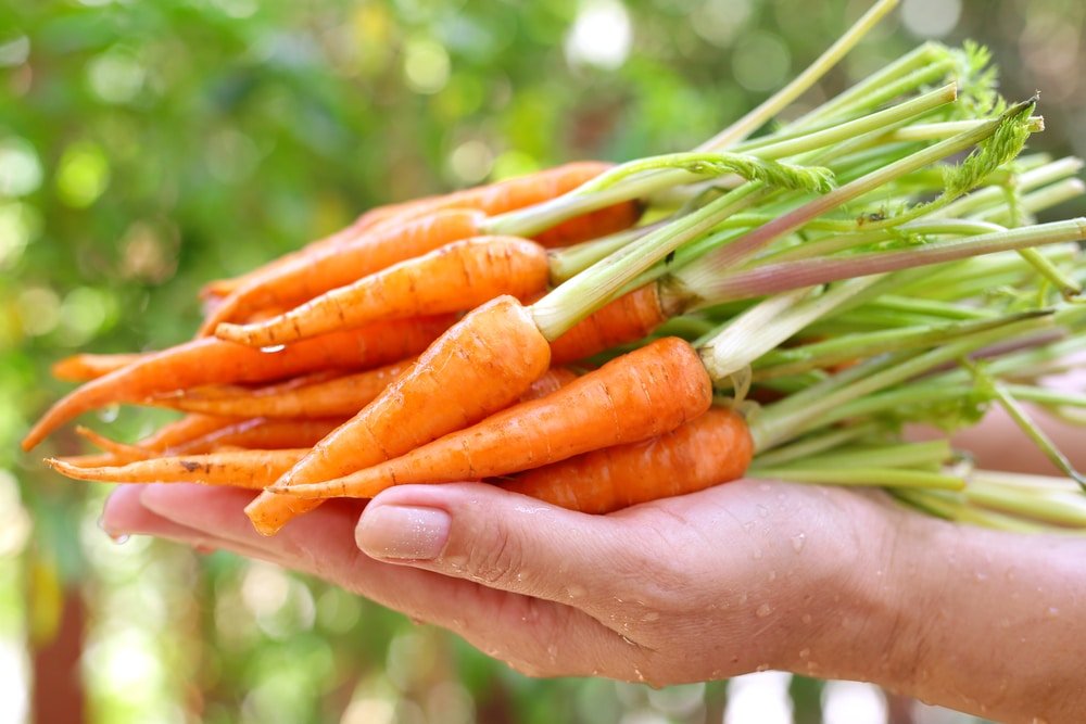 Growing Baby Carrots is Easy as Pie
