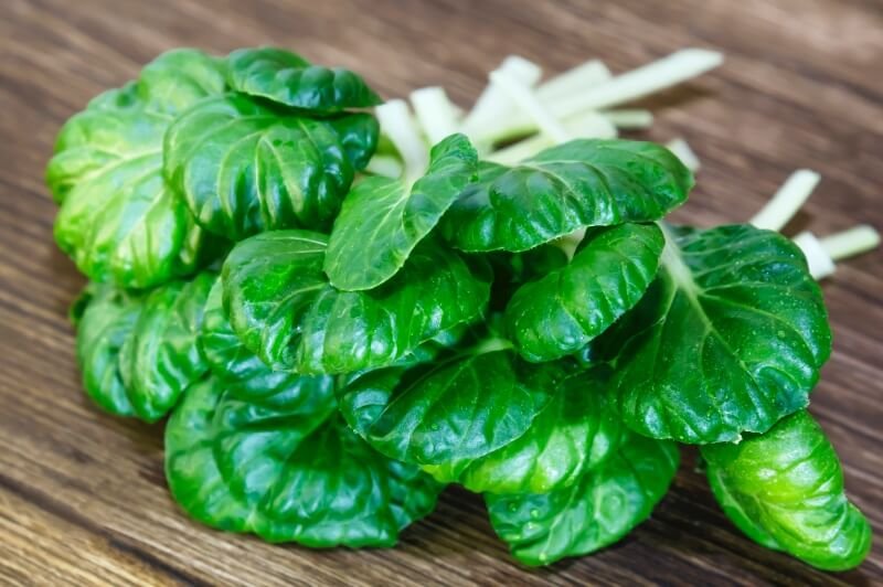 How to Grow Tatsoi Mustard a Very Nutritious Microgreen - Home Microgreens