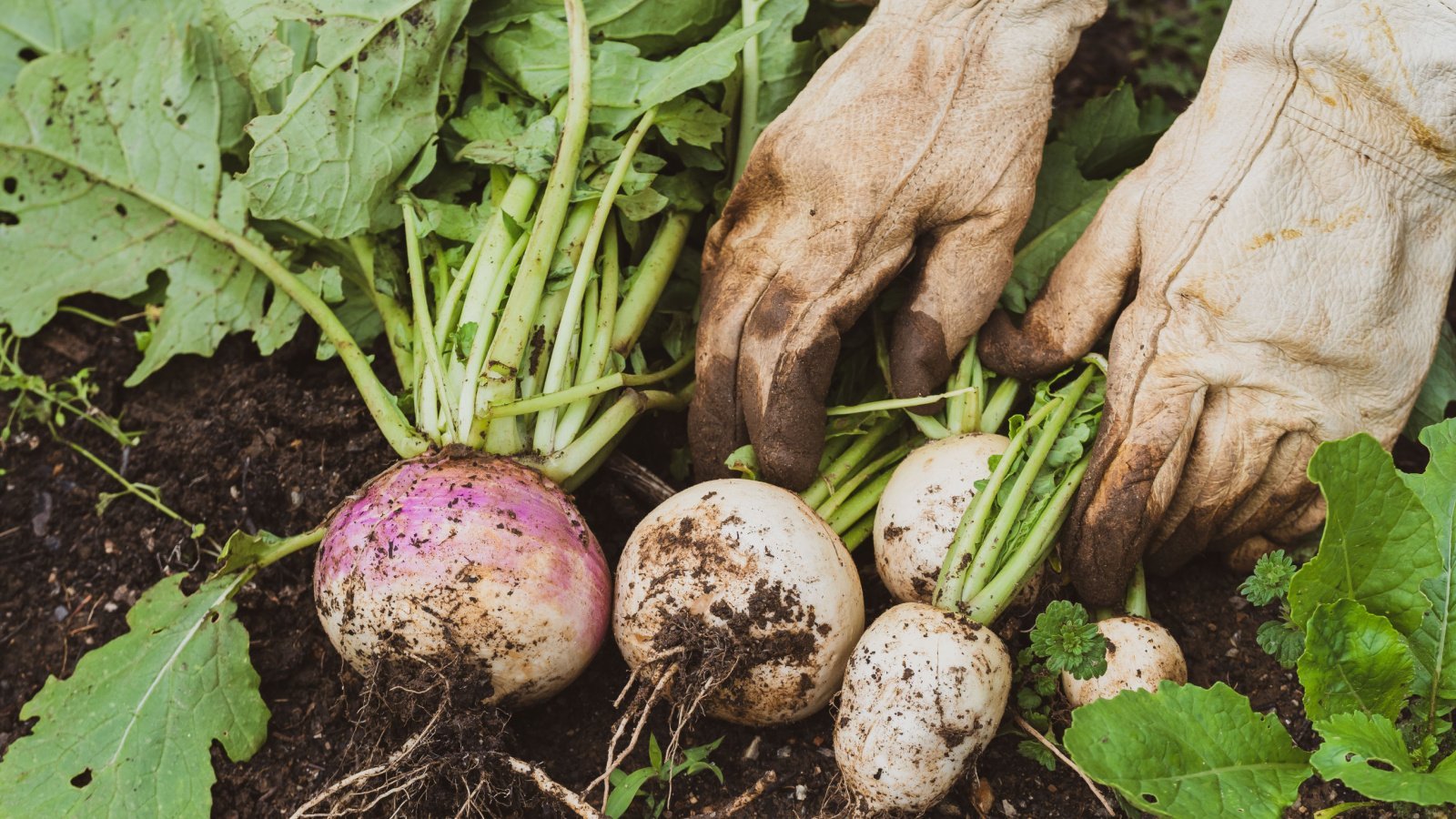 9 Tips for Growing and Harvesting the Tastiest Turnip Greens
