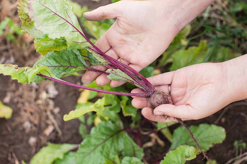 How to Harvest Beet Greens | Gardener's Path