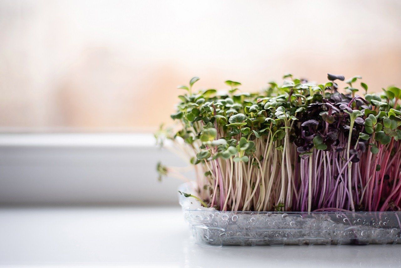 Dim Light, Bright Greens: Your Guide to Growing Microgreens in Low Light  Conditions