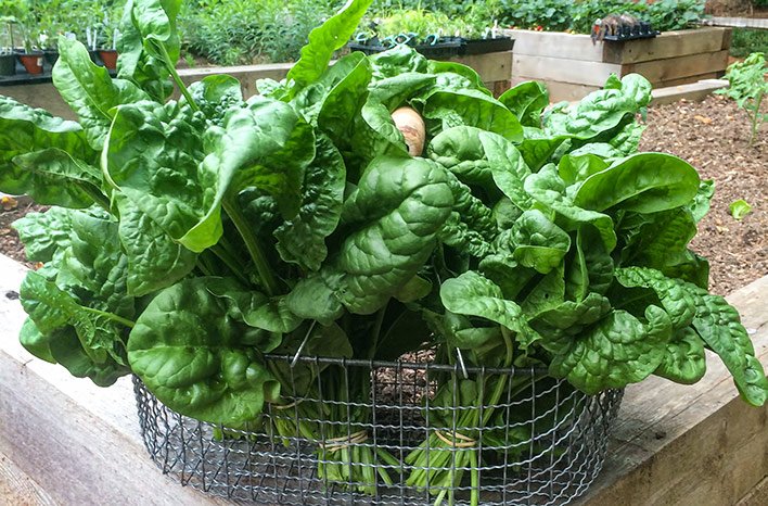 How Do I Grow Spinach? | Planting  Harvesting Guide | joegardener®
