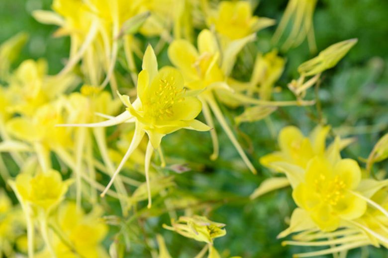 24 Perennial Flowers That Will Bloom For Years