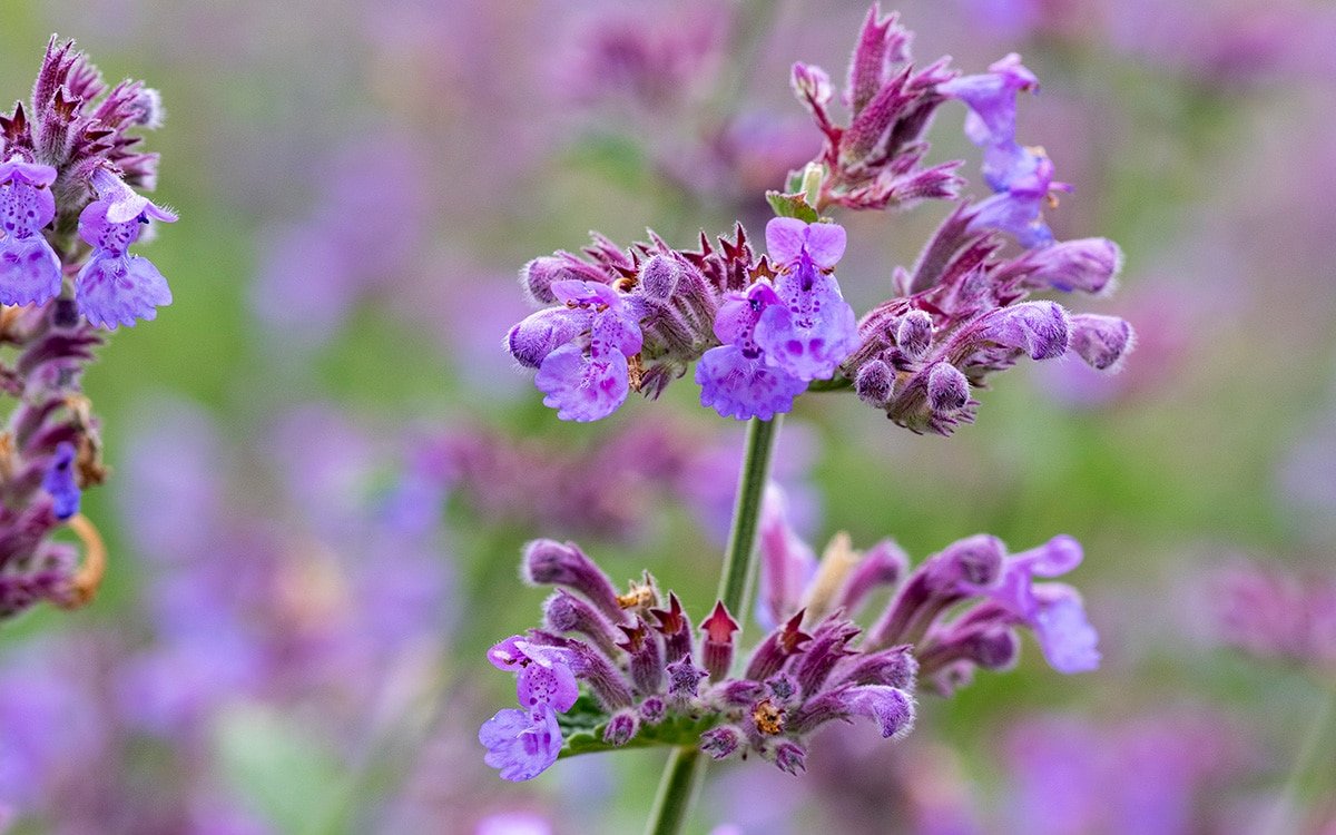 24 Perennial Flowers That Will Bloom For Years