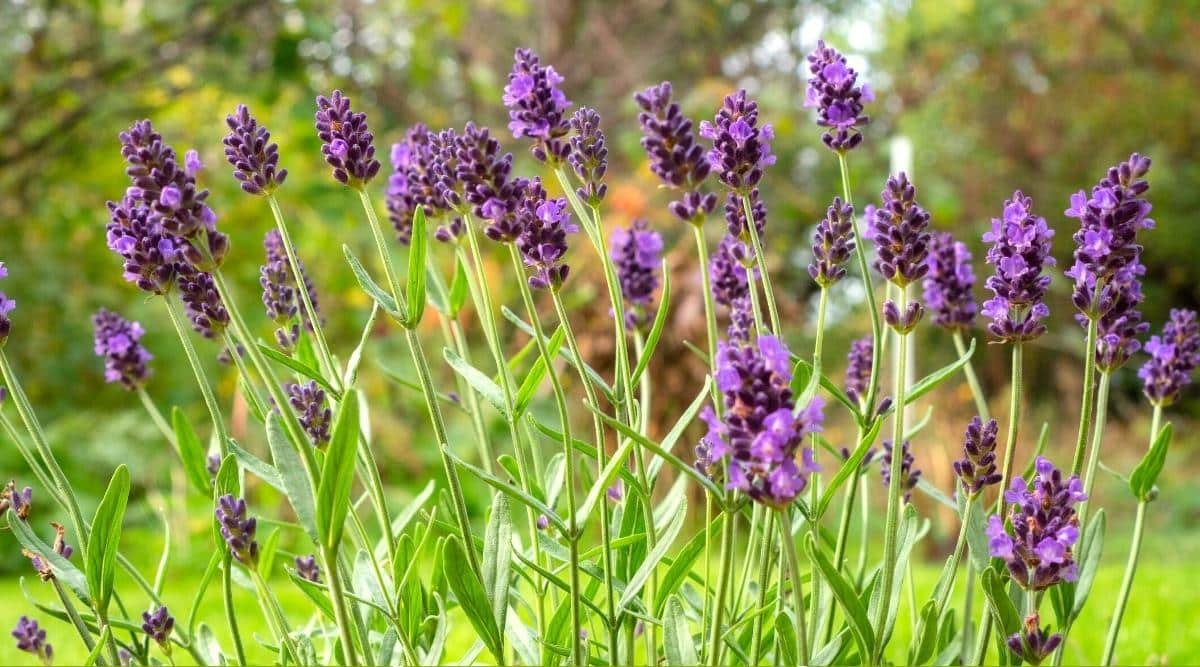 24 Perennial Flowers That Will Bloom For Years