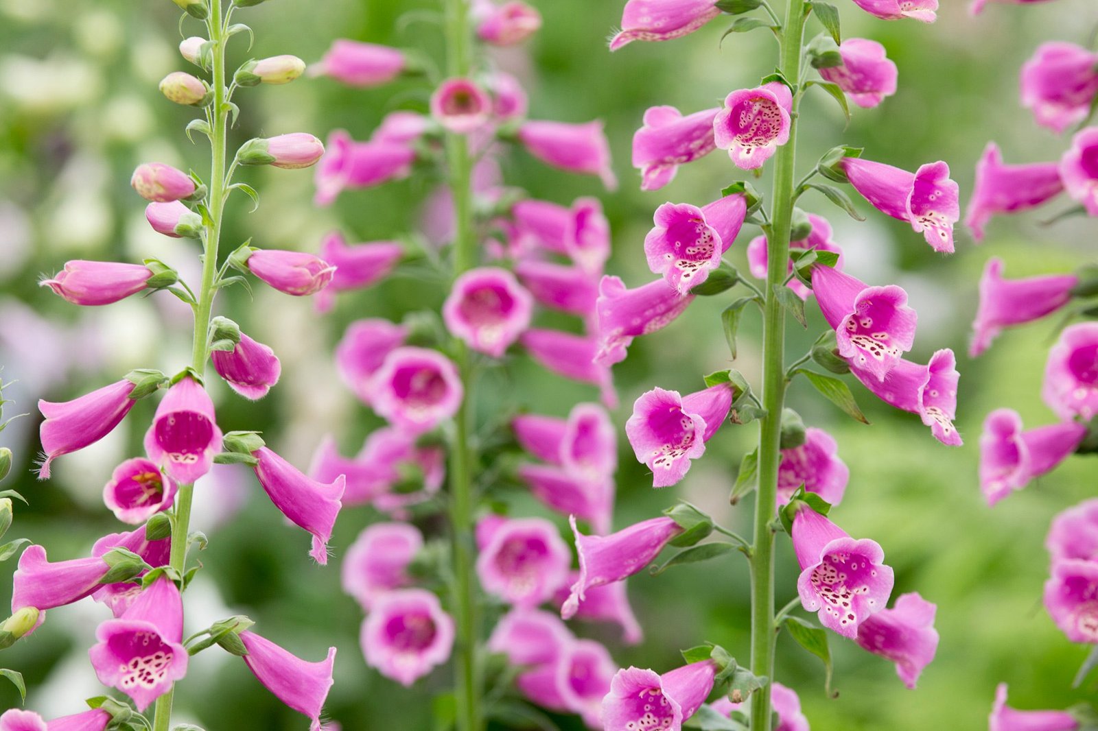 24 Perennial Flowers That Will Bloom For Years