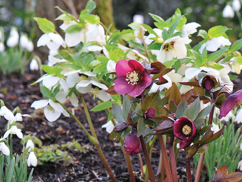 24 Perennial Flowers That Will Bloom For Years