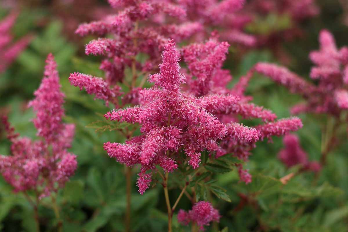 24 Perennial Flowers That Will Bloom For Years