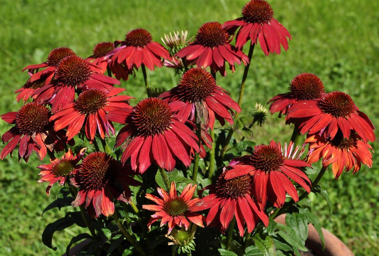 24 Perennial Flowers That Will Bloom For Years