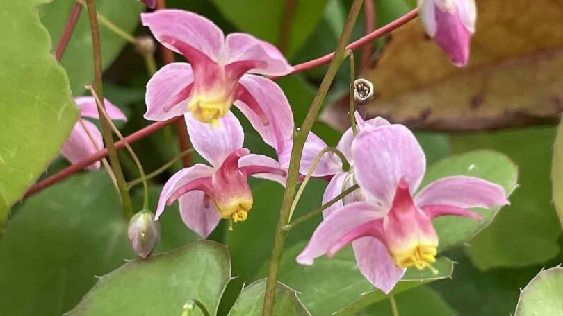 24 Perennial Flowers That Will Bloom For Years