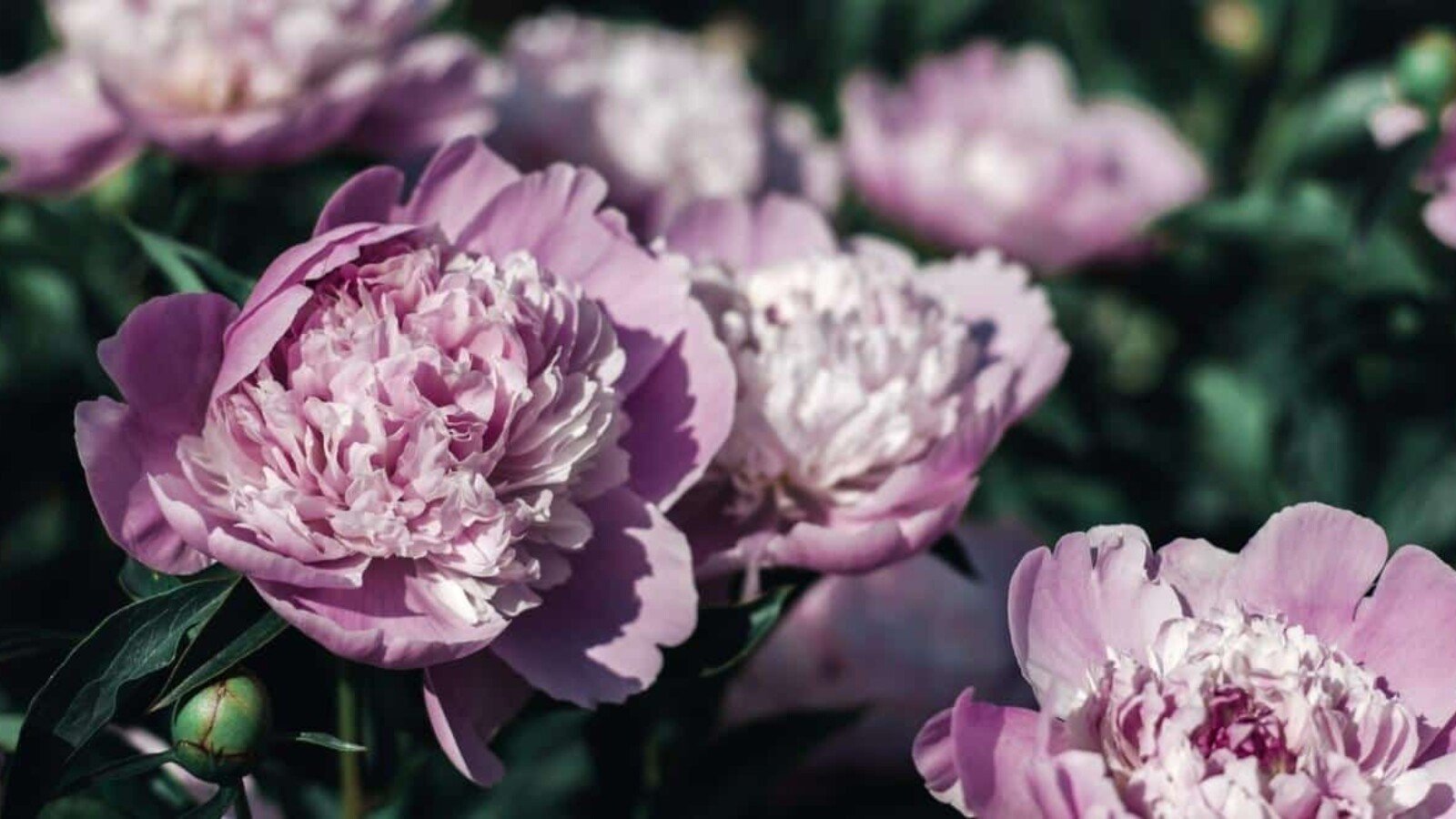 24 Perennial Flowers That Will Bloom For Years