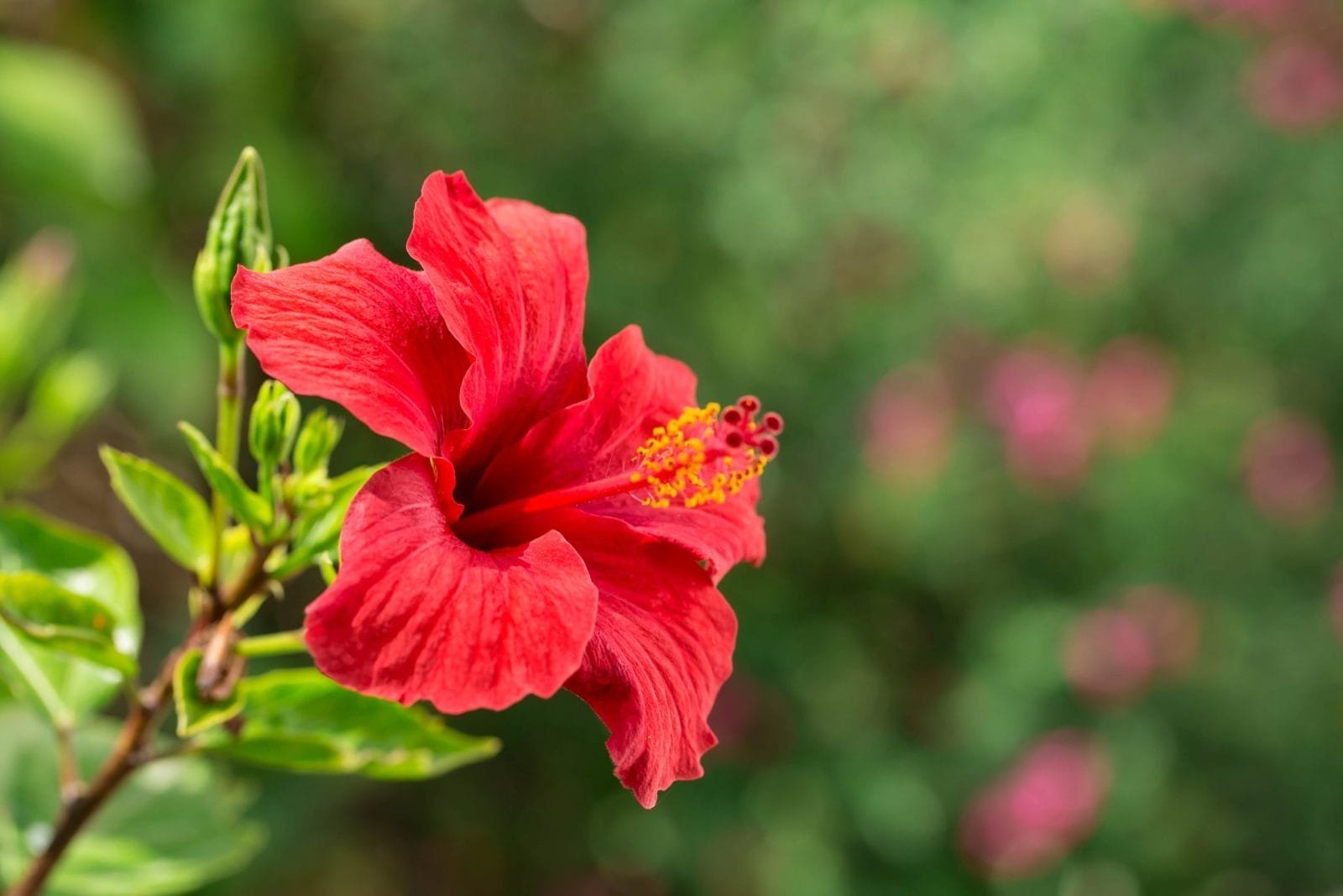 7 Edible Hibiscus Plants Bearing Beautiful Flowers, Tasty Leaves, and  Nutritious Veggies! – One Green Planet
